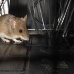 捕獲されたネズミ