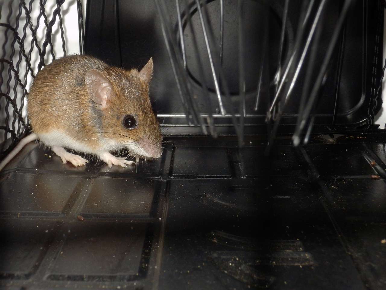 捕獲されたネズミ