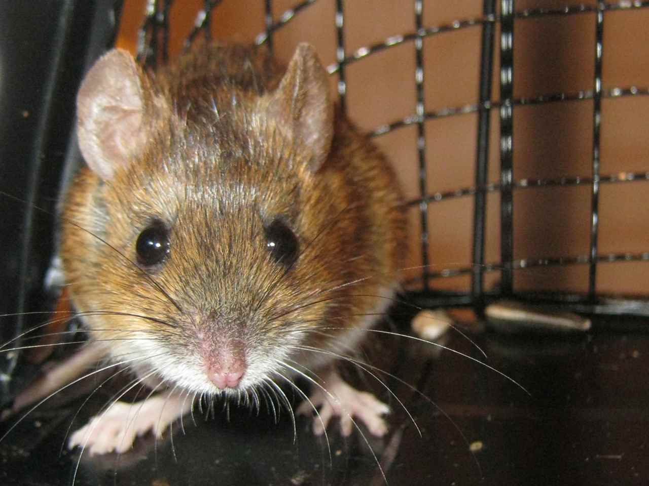 正面から見たクマネズミ