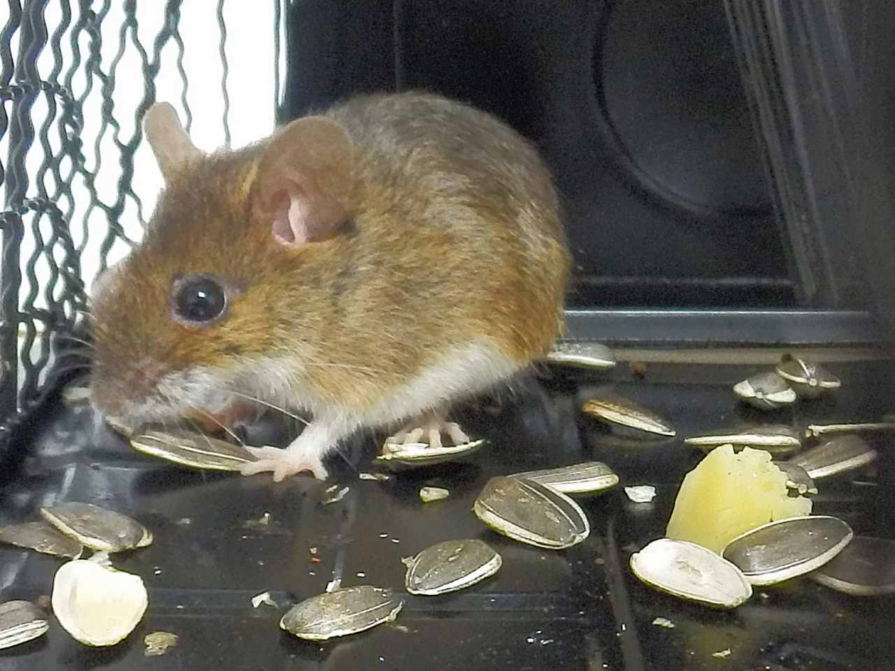 種を食べるネズミ