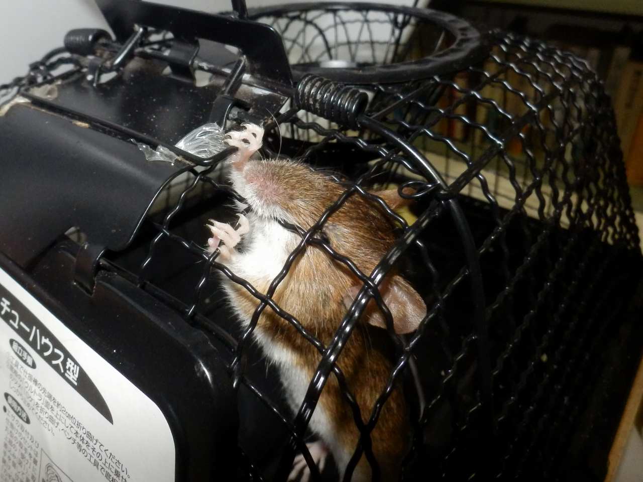 金網をかじるネズミ