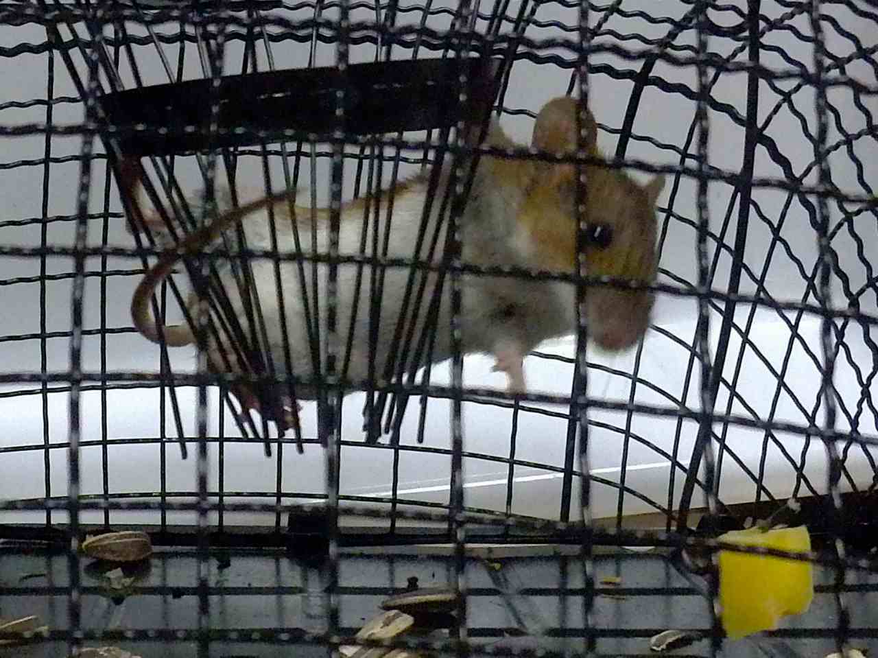 アクロバティックな動きのネズミ