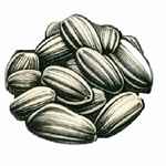 ヒマワリのタネ